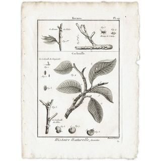 Υ Kermes ᥹ / Cochenille ॷ ʪ ʪ 1793ǯ Pl.119 ե ޥ륯 (Lamarck) 1035