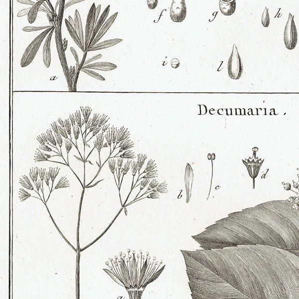 Υ ܥ˥륢 Nitraria ˥ȥꥢ / Decumaria ǥޥꥢ ʪ 1793ǯ Pl.403 ե ޥ륯 (Lamarck) 1037
