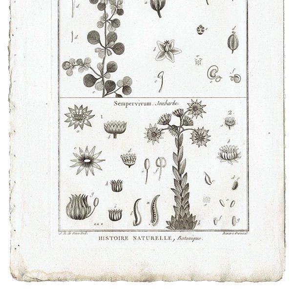 Υ ܥ˥륢 Glinus / Sempervivum ڥӥ֥ ʪ 1793ǯ Pl.413 ե ޥ륯 (Lamarck) 1041