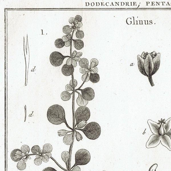 Υ ܥ˥륢 Glinus / Sempervivum ڥӥ֥ ʪ 1793ǯ Pl.413 ե ޥ륯 (Lamarck) 1041
