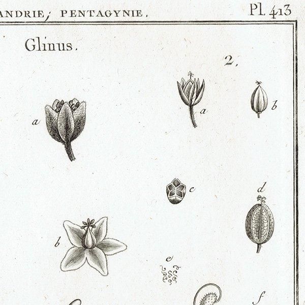 Υ ܥ˥륢 Glinus / Sempervivum ڥӥ֥ ʪ 1793ǯ Pl.413 ե ޥ륯 (Lamarck) 1041