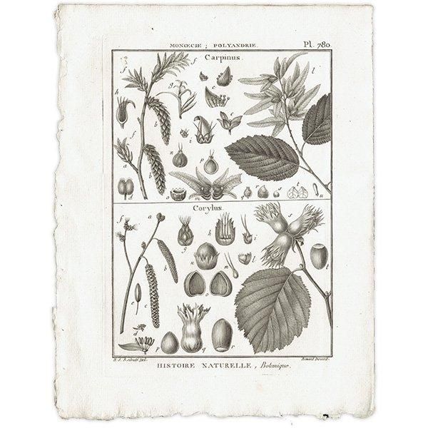 Υ ܥ˥륢 Carpinus  / Corylus ϥХ ʪ 1793ǯ Pl.780 ե ޥ륯 (Lamarck) 1045