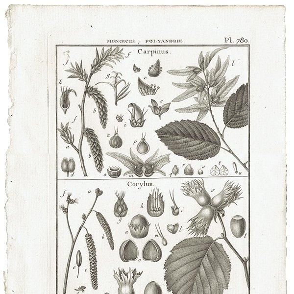 Υ ܥ˥륢 Carpinus  / Corylus ϥХ ʪ 1793ǯ Pl.780 ե ޥ륯 (Lamarck) 1045