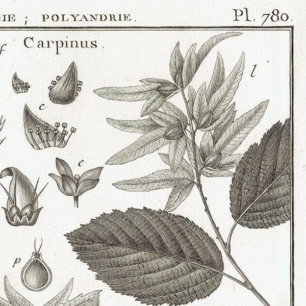 Υ ܥ˥륢 Carpinus  / Corylus ϥХ ʪ 1793ǯ Pl.780 ե ޥ륯 (Lamarck) 1045