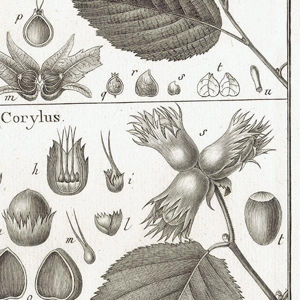 Υ ܥ˥륢 Carpinus  / Corylus ϥХ ʪ 1793ǯ Pl.780 ե ޥ륯 (Lamarck) 1045