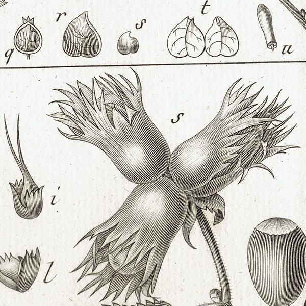 Υ ܥ˥륢 Carpinus  / Corylus ϥХ ʪ 1793ǯ Pl.780 ե ޥ륯 (Lamarck) 1045