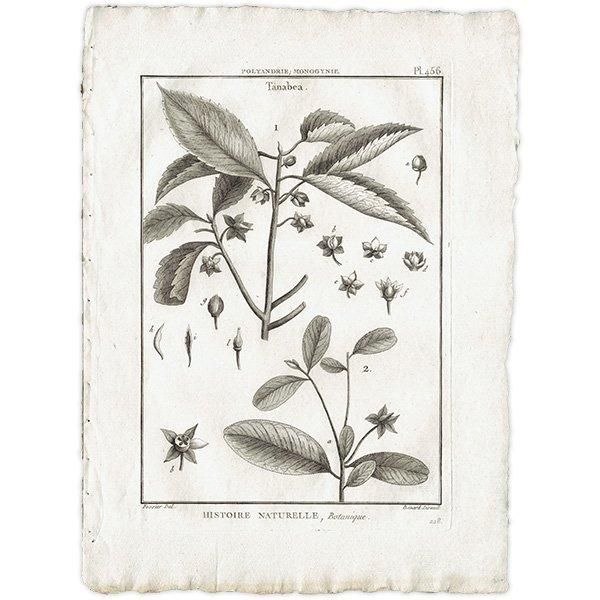 モノクロ ボタニカルアート Tanabea 植物画 1793年 Pl.456