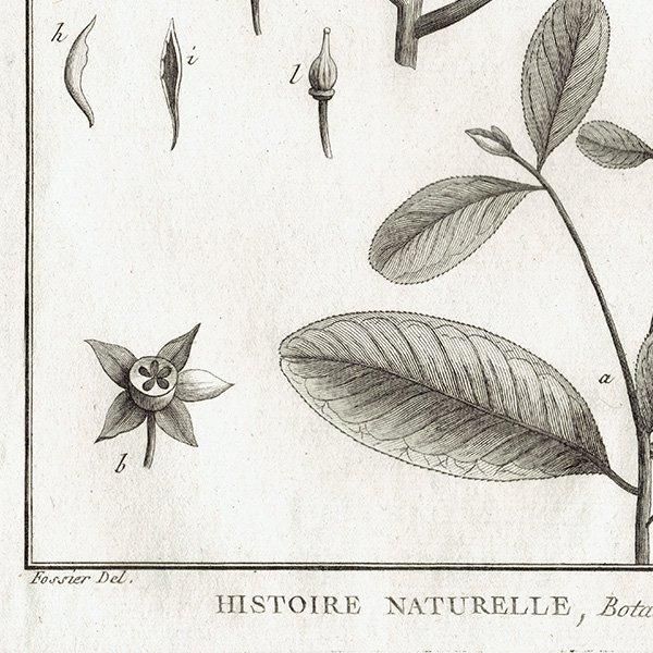 モノクロ ボタニカルアート Tanabea 植物画 1793年 Pl.456