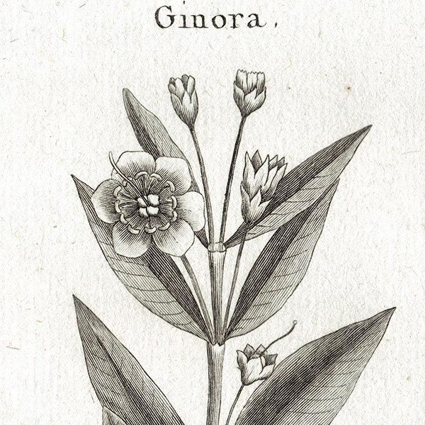 Υ ܥ˥륢 Crenea , Ginora , Cuphea  ʪ 1793ǯ Pl.407 ե ޥ륯 (Lamarck) 1048