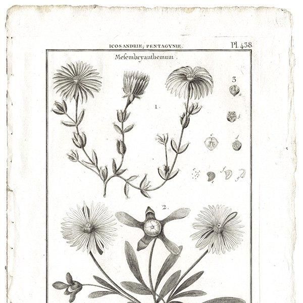 Υ ܥ˥륢 Mefembryanthemum ޥĥХ  ʪ 1793ǯ Pl.438 ե ޥ륯 (Lamarck) 1049
