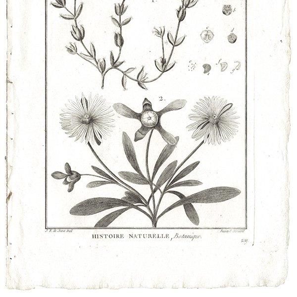 Υ ܥ˥륢 Mefembryanthemum ޥĥХ  ʪ 1793ǯ Pl.438 ե ޥ륯 (Lamarck) 1049