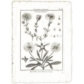 ボタニカルアート(植物画)Botanical アンティーク ボタニカルアート(植物画)Botanical アンティーク