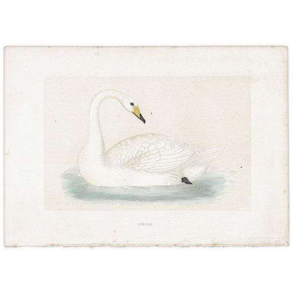 HOOPER Ļ ϥ祦 1870ǯ ꥹ ƥץ ʪ  (A History of British Birds)   0193