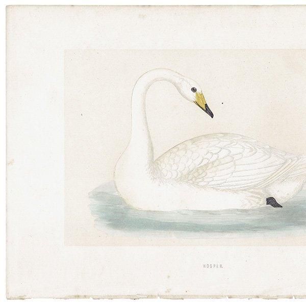 HOOPER 大白鳥 オオハクチョウ 1870年代 イギリス アンティーク