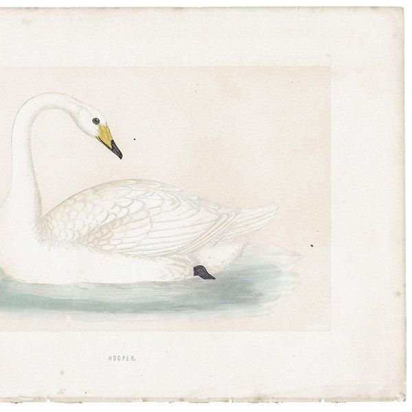 HOOPER Ļ ϥ祦 1870ǯ ꥹ ƥץ ʪ  (A History of British Birds)   0193