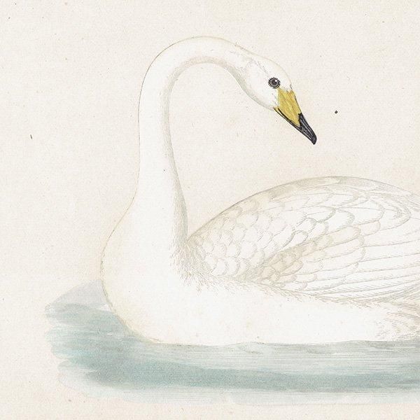 HOOPER 大白鳥 オオハクチョウ 1870年代 イギリス アンティーク