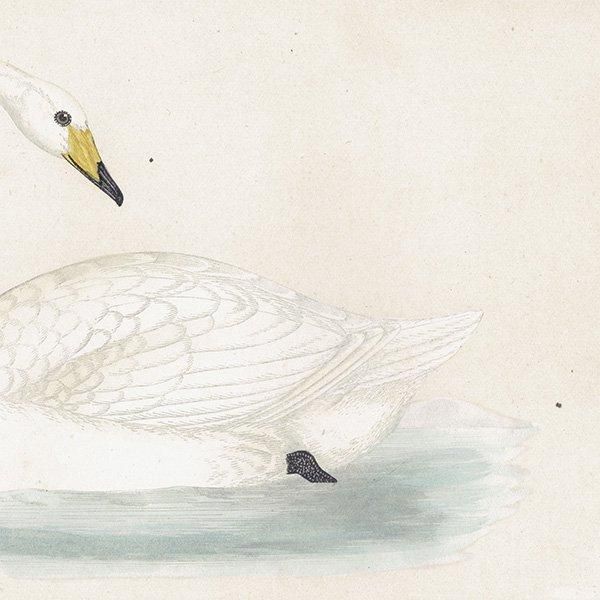 HOOPER 大白鳥 オオハクチョウ 1870年代 イギリス アンティーク