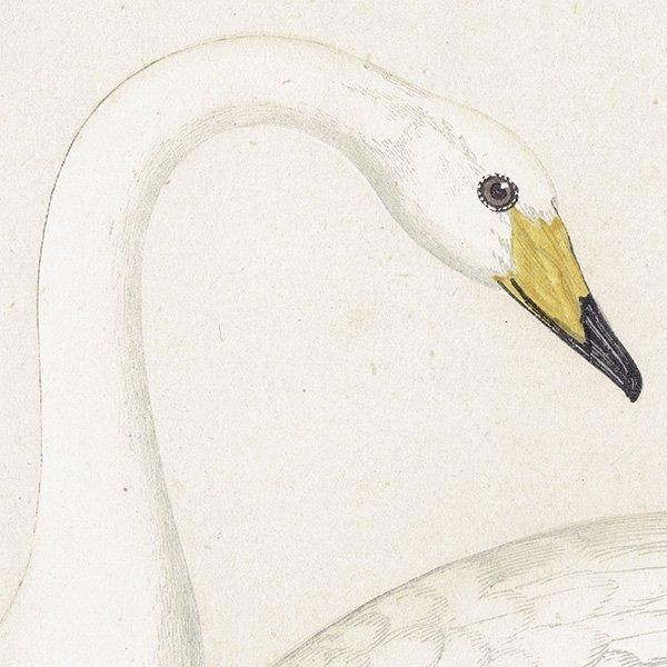 HOOPER Ļ ϥ祦 1870ǯ ꥹ ƥץ ʪ  (A History of British Birds)   0193