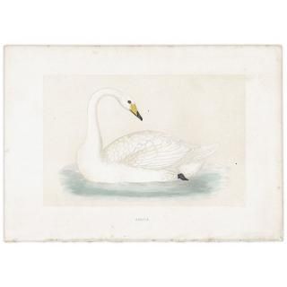 HOOPER Ļ ϥ祦 1870ǯ ꥹ ƥץ ʪ  (A History of British Birds)   0193