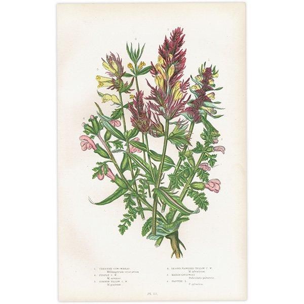 ܥ˥륢 ޥޥ°Melampyrum˥ޥ°Pedicularis ʪ 1899ǯ 󡦥ץå ꥹ ƥ  1052