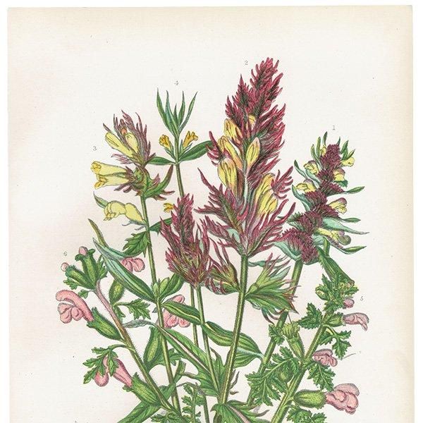 ܥ˥륢 ޥޥ°Melampyrum˥ޥ°Pedicularis ʪ 1899ǯ 󡦥ץå ꥹ ƥ  1052