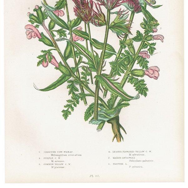 ܥ˥륢 ޥޥ°Melampyrum˥ޥ°Pedicularis ʪ 1899ǯ 󡦥ץå ꥹ ƥ  1052