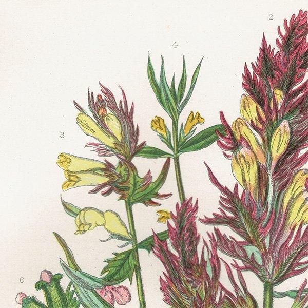 ܥ˥륢 ޥޥ°Melampyrum˥ޥ°Pedicularis ʪ 1899ǯ 󡦥ץå ꥹ ƥ  1052