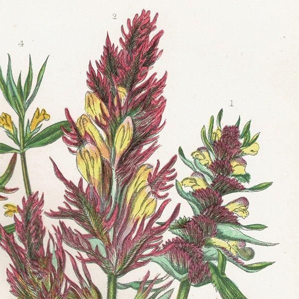 ܥ˥륢 ޥޥ°Melampyrum˥ޥ°Pedicularis ʪ 1899ǯ 󡦥ץå ꥹ ƥ  1052