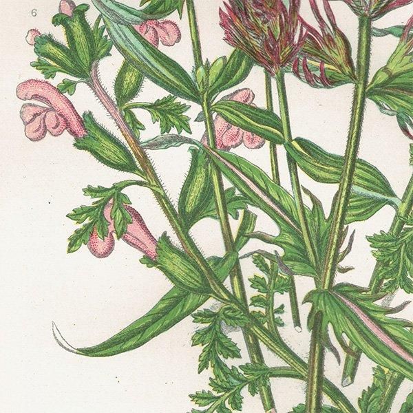 ܥ˥륢 ޥޥ°Melampyrum˥ޥ°Pedicularis ʪ 1899ǯ 󡦥ץå ꥹ ƥ  1052