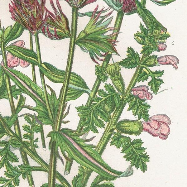 ܥ˥륢 ޥޥ°Melampyrum˥ޥ°Pedicularis ʪ 1899ǯ 󡦥ץå ꥹ ƥ  1052