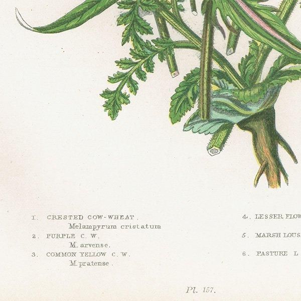 ܥ˥륢 ޥޥ°Melampyrum˥ޥ°Pedicularis ʪ 1899ǯ 󡦥ץå ꥹ ƥ  1052