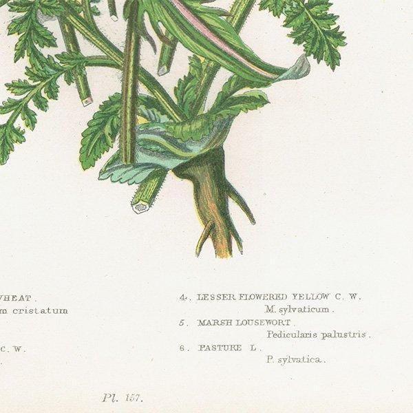 ܥ˥륢 ޥޥ°Melampyrum˥ޥ°Pedicularis ʪ 1899ǯ 󡦥ץå ꥹ ƥ  1052