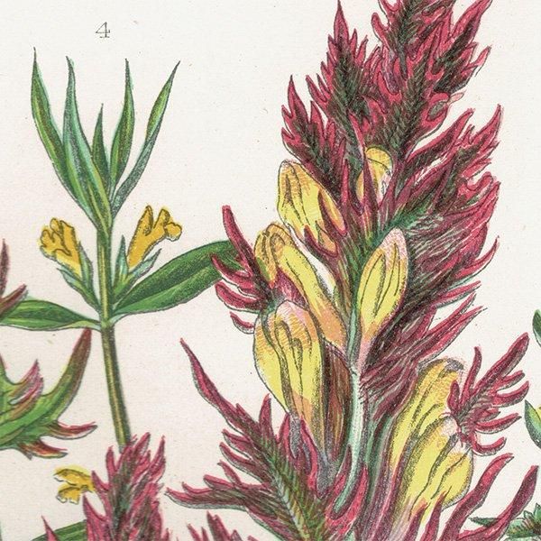 ܥ˥륢 ޥޥ°Melampyrum˥ޥ°Pedicularis ʪ 1899ǯ 󡦥ץå ꥹ ƥ  1052