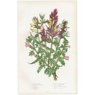 イチゴの植物画 リトグラフ ボタニカルアート,Strawberry,イチゴ,果物