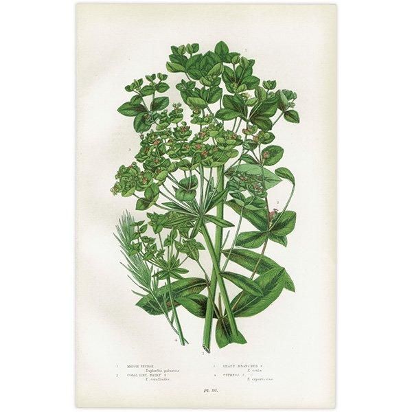 ܥ˥륢 ȥ°Euphorbia˿ʪ 1899ǯ 󡦥ץå ꥹ ƥ  1053