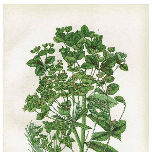 ܥ˥륢 ȥ°Euphorbia˿ʪ 1899ǯ 󡦥ץå ꥹ ƥ  1053