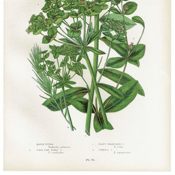 ܥ˥륢 ȥ°Euphorbia˿ʪ 1899ǯ 󡦥ץå ꥹ ƥ  1053