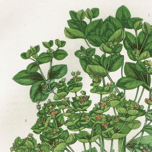 ܥ˥륢 ȥ°Euphorbia˿ʪ 1899ǯ 󡦥ץå ꥹ ƥ  1053