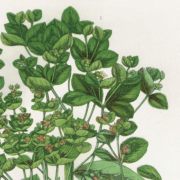 ܥ˥륢 ȥ°Euphorbia˿ʪ 1899ǯ 󡦥ץå ꥹ ƥ  1053