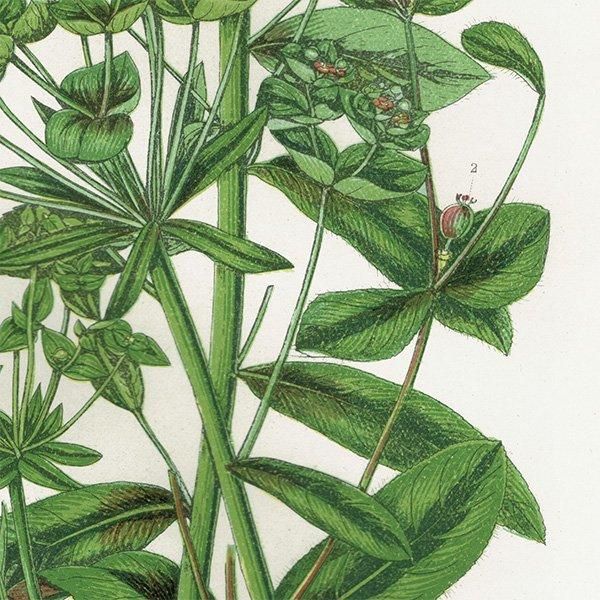 ܥ˥륢 ȥ°Euphorbia˿ʪ 1899ǯ 󡦥ץå ꥹ ƥ  1053