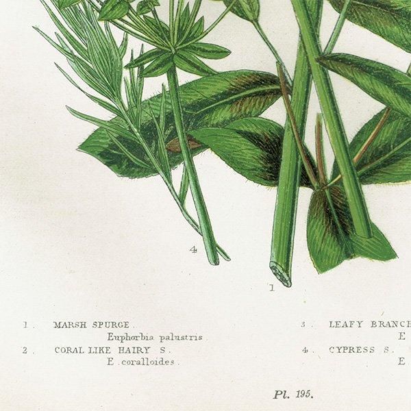 ܥ˥륢 ȥ°Euphorbia˿ʪ 1899ǯ 󡦥ץå ꥹ ƥ  1053