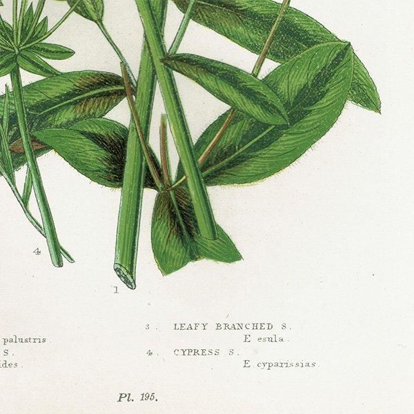 ܥ˥륢 ȥ°Euphorbia˿ʪ 1899ǯ 󡦥ץå ꥹ ƥ  1053