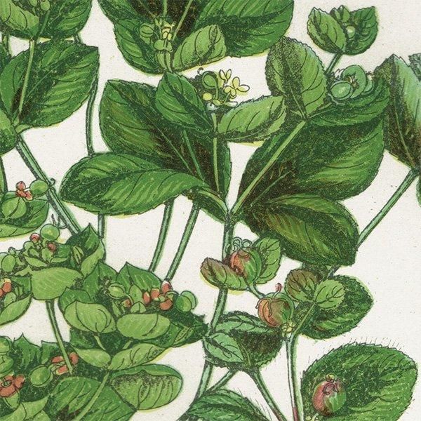 ܥ˥륢 ȥ°Euphorbia˿ʪ 1899ǯ 󡦥ץå ꥹ ƥ  1053