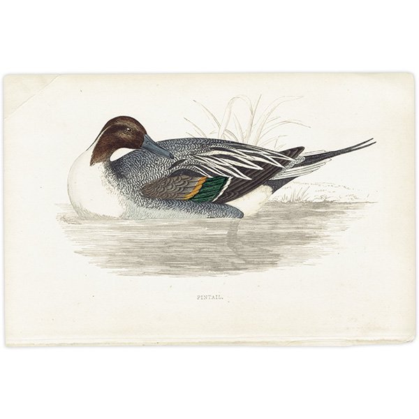 PINTAIL ʥ 1850ǯ ꥹ ƥץ ʪ  (A history of British birds)   0145<img class='new_mark_img2' src='https://img.shop-pro.jp/img/new/icons5.gif' style='border:none;display:inline;margin:0px;padding:0px;width:auto;' />