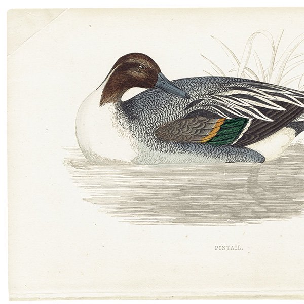 PINTAIL ʥ 1850ǯ ꥹ ƥץ ʪ  (A history of British birds)   0145<img class='new_mark_img2' src='https://img.shop-pro.jp/img/new/icons5.gif' style='border:none;display:inline;margin:0px;padding:0px;width:auto;' />