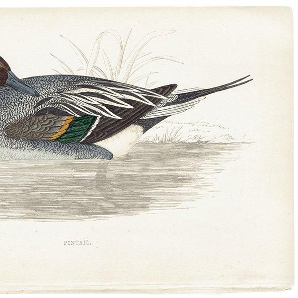 PINTAIL ʥ 1850ǯ ꥹ ƥץ ʪ  (A history of British birds)   0145
