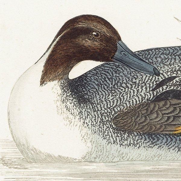 PINTAIL ʥ 1850ǯ ꥹ ƥץ ʪ  (A history of British birds)   0145