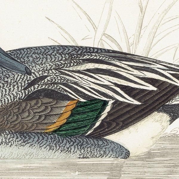 PINTAIL ʥ 1850ǯ ꥹ ƥץ ʪ  (A history of British birds)   0145