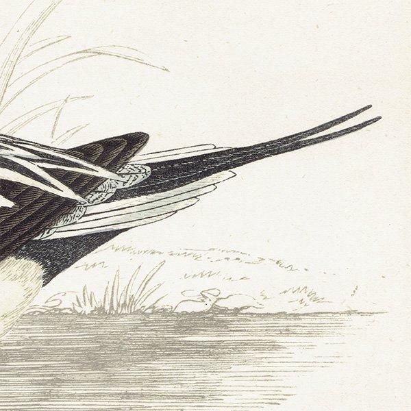 PINTAIL ʥ 1850ǯ ꥹ ƥץ ʪ  (A history of British birds)   0145