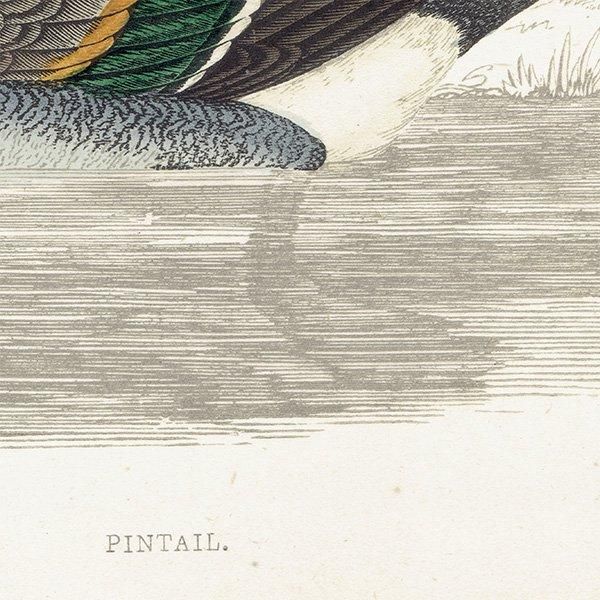 PINTAIL ʥ 1850ǯ ꥹ ƥץ ʪ  (A history of British birds)   0145